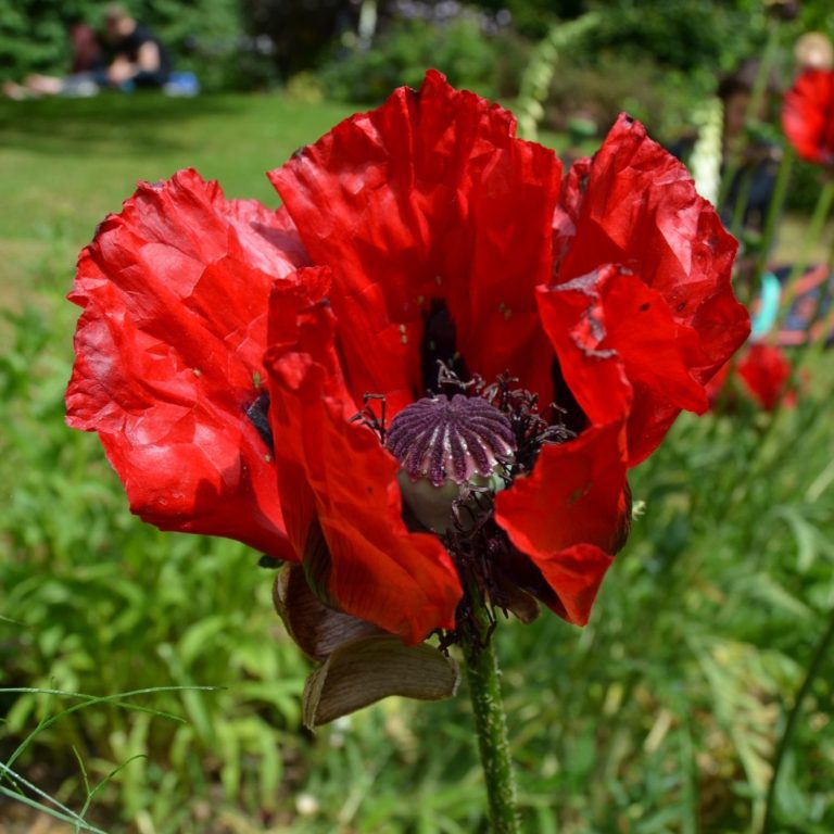 Leuchtende Mohnblüte Finde Dein wahres ICH wieder und fange wieder an zu Leuchten in Deiner ganzen Kraft.
